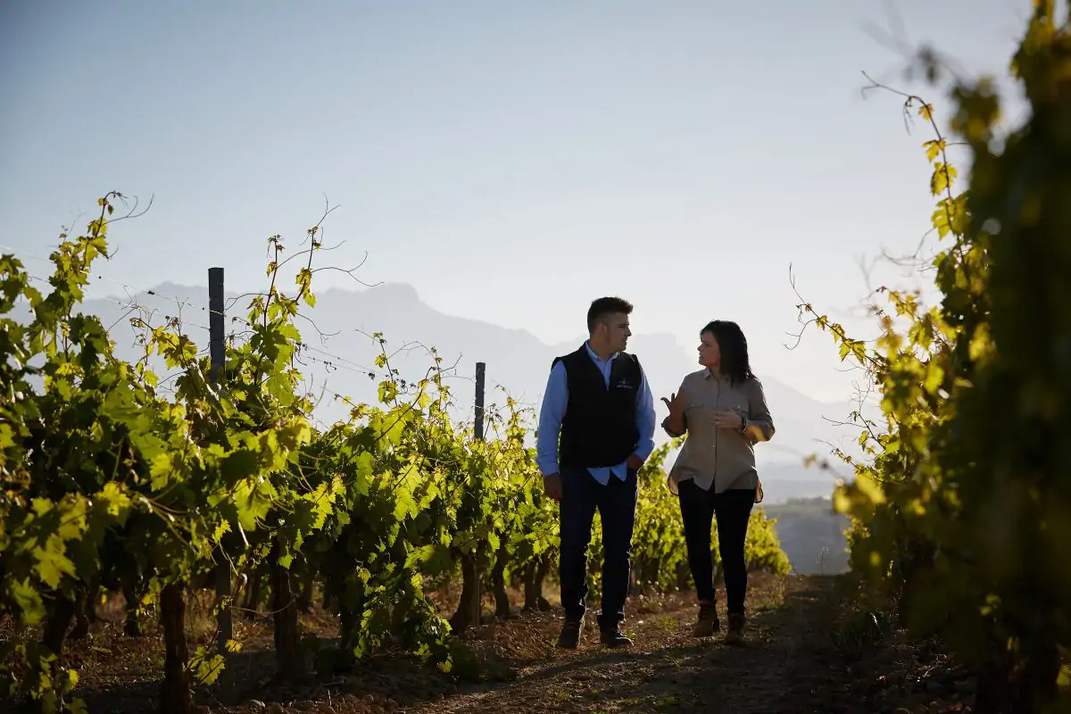 Bodegas Montecillo ha finalizado la vendimia con éxito y augura una añada 2020 inmejorable