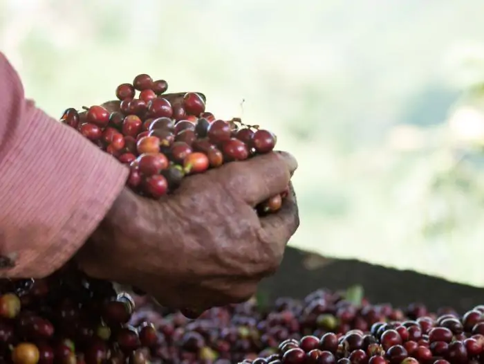 Café Geisha, el exótico y carísimo lujo panameño