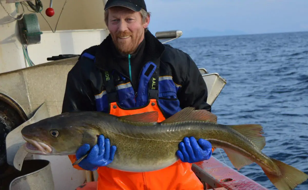 El Bacalao Skrei, vuelve el manjar de los mares