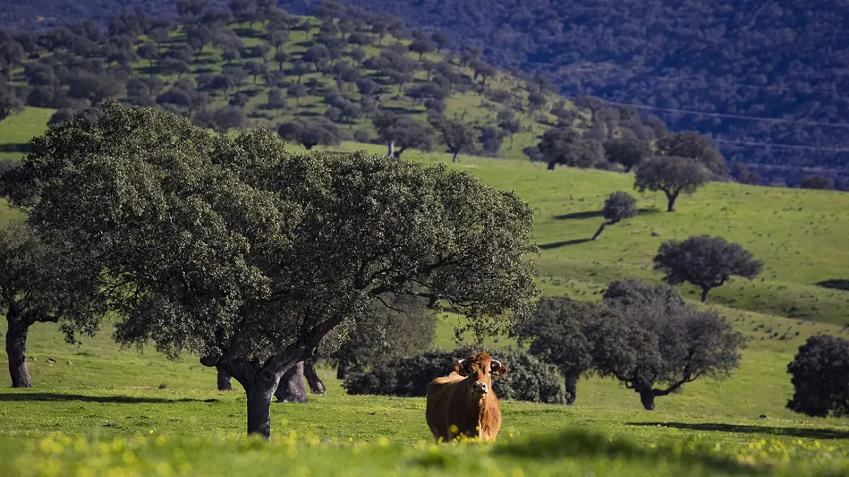 Sierra Norte, Sierra Madrona y Valle de Alcudia celebrarán sus 10 años de parque natural