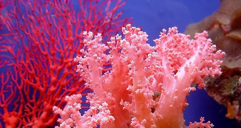 Los científicos censan medio billón de corales en el Pacífico