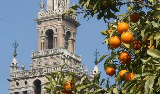 Mermelada para Isabel II con las mejores naranjas del Alcázar de Sevilla