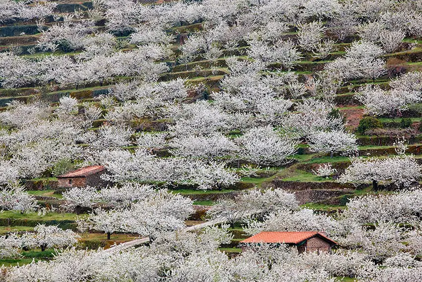 La floración despierta el alma cerecera del Jerte