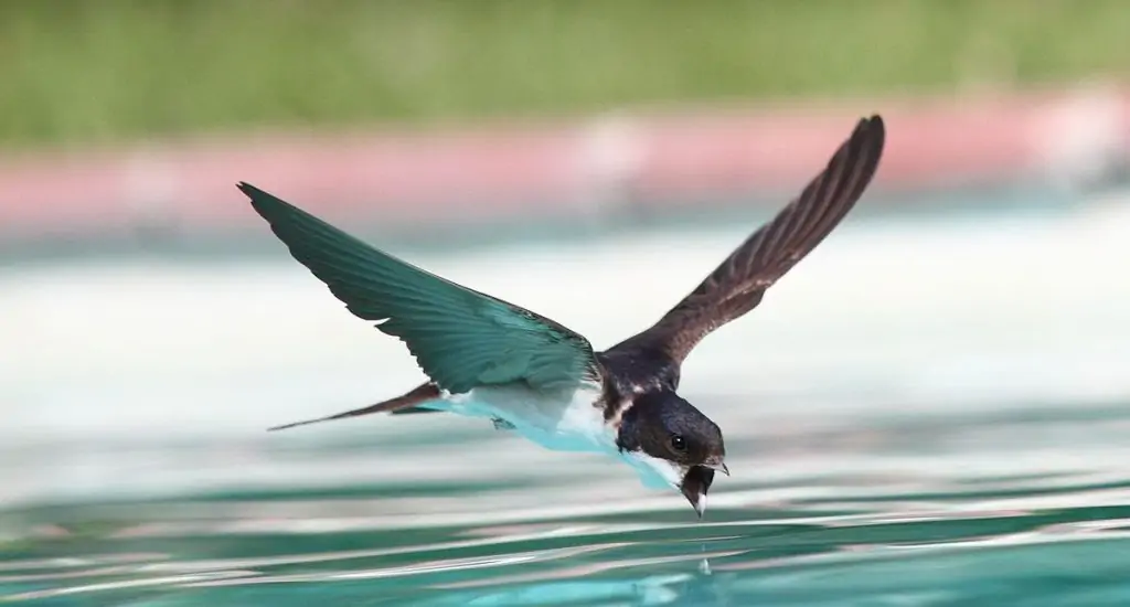 Vencejos, auténticos aviones con plumas