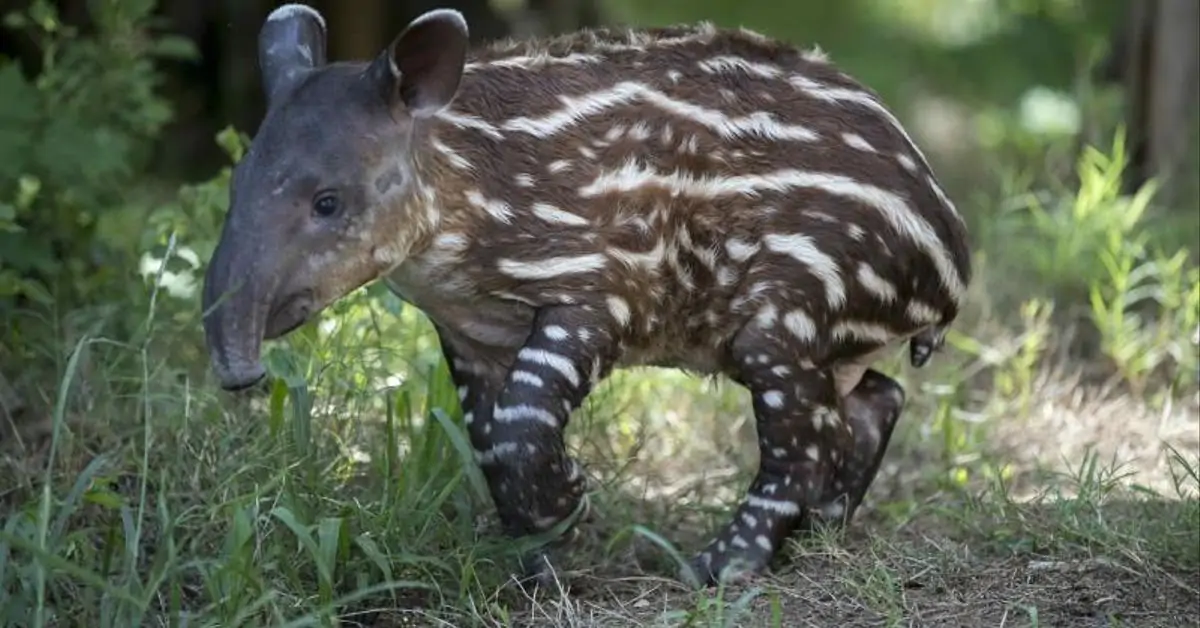 Nacen en Zoológico de Nicaragua una pareja de tapires en peligro de extinción