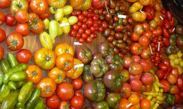 Tomates desaparecidos regresan a los restaurantes de Madrid