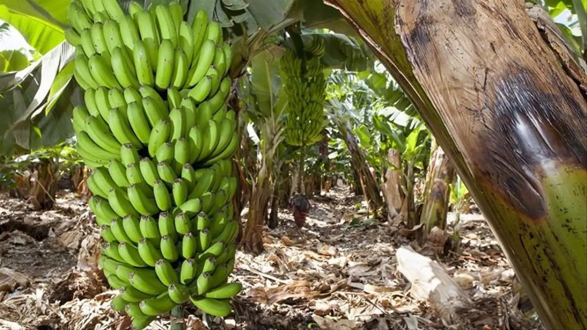 Los agricultores de Canarias donan 80 toneladas de plátano al bancos de alimentos