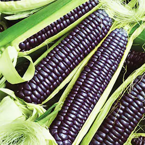 Helado de maíz azul: La historia de México
