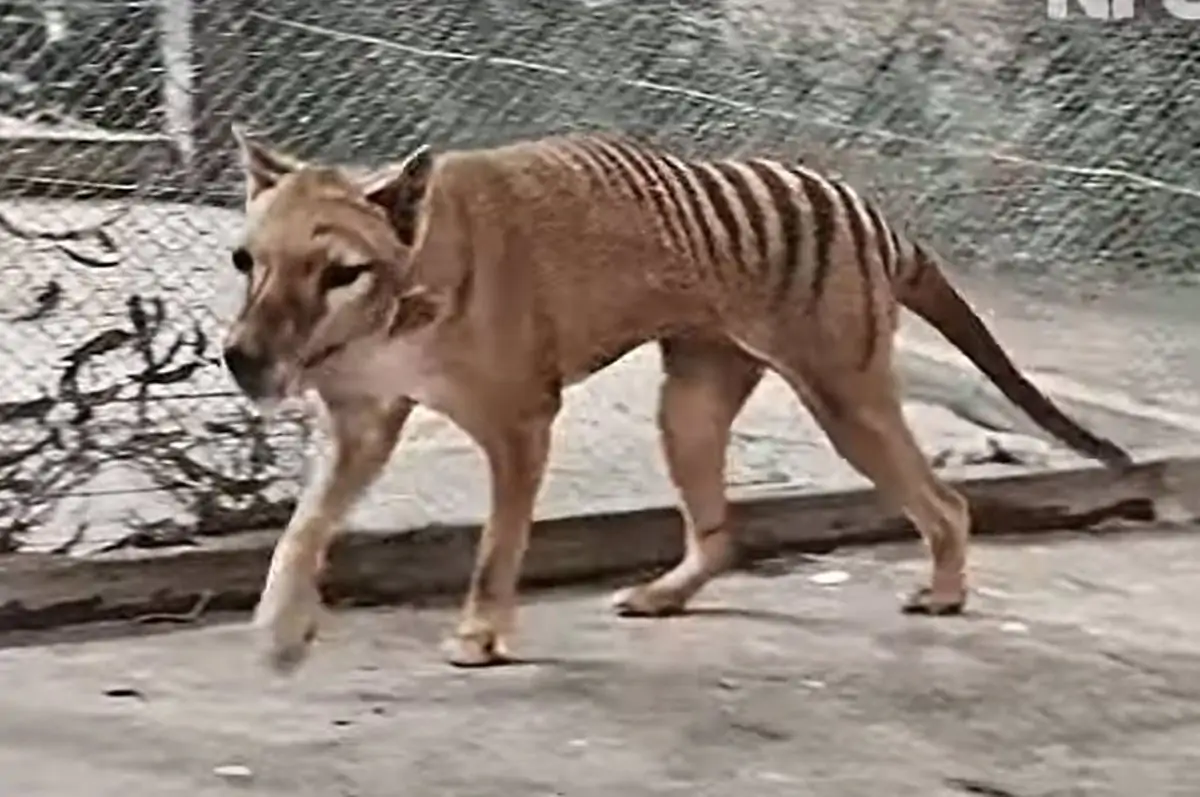 El último tigre de Tasmania