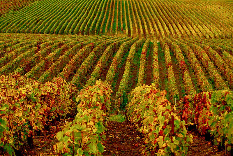 Rutas del vino para disfrutar plenamente del otoño