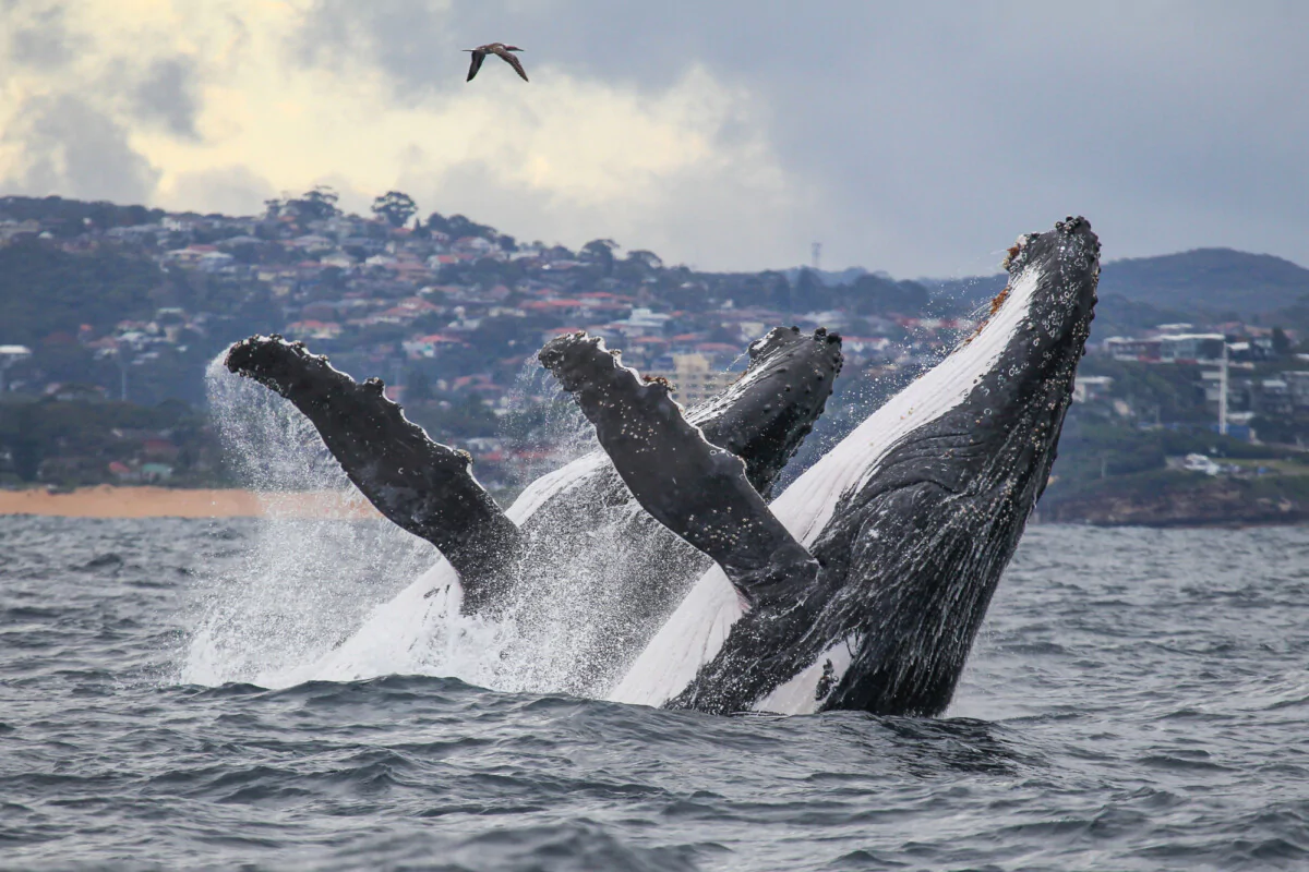 El régimen de las ballenas barbadas gigantes