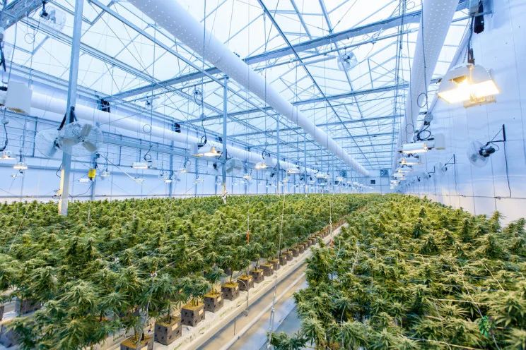 Una socimi para el alquiler de espacios para cultivar marihuana en EEUU