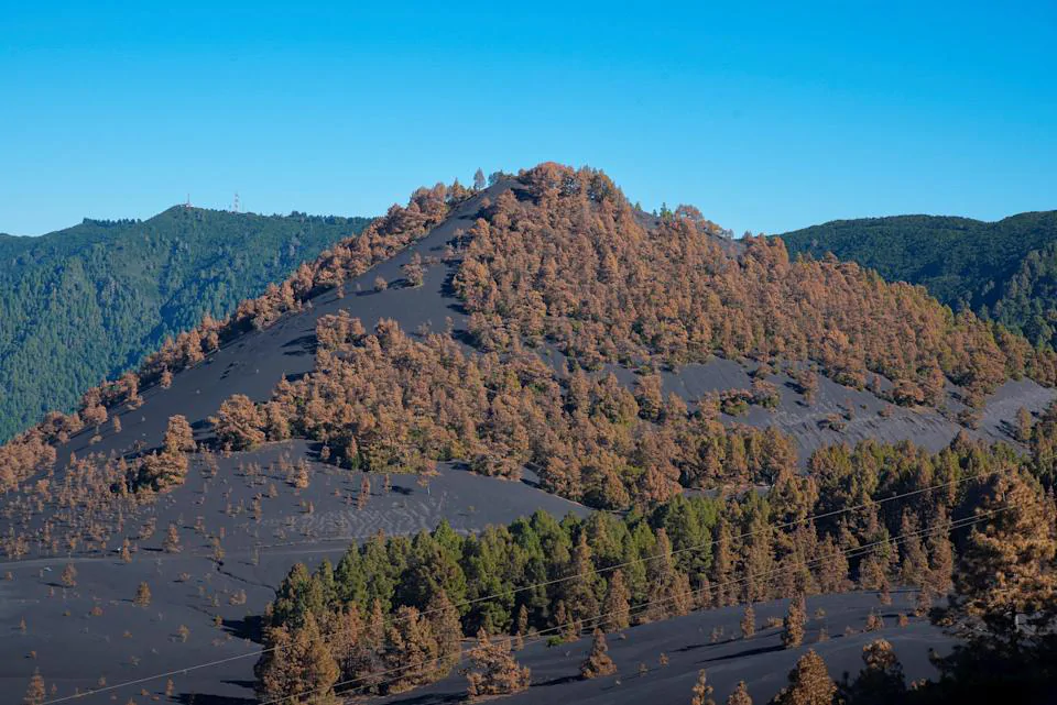 El pino canario, árbol heredero de las erupciones volcánicas