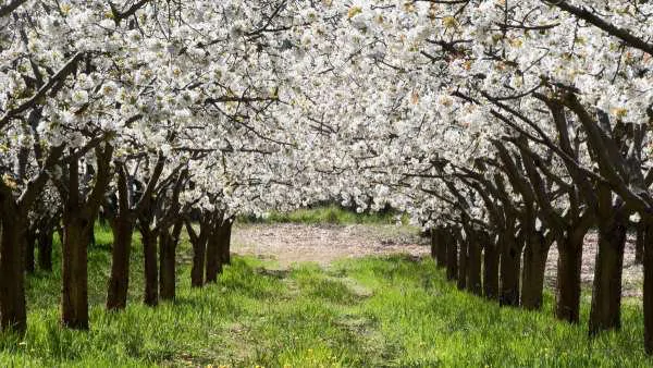 Los cerezos inician su periodo de floración en el Jerte