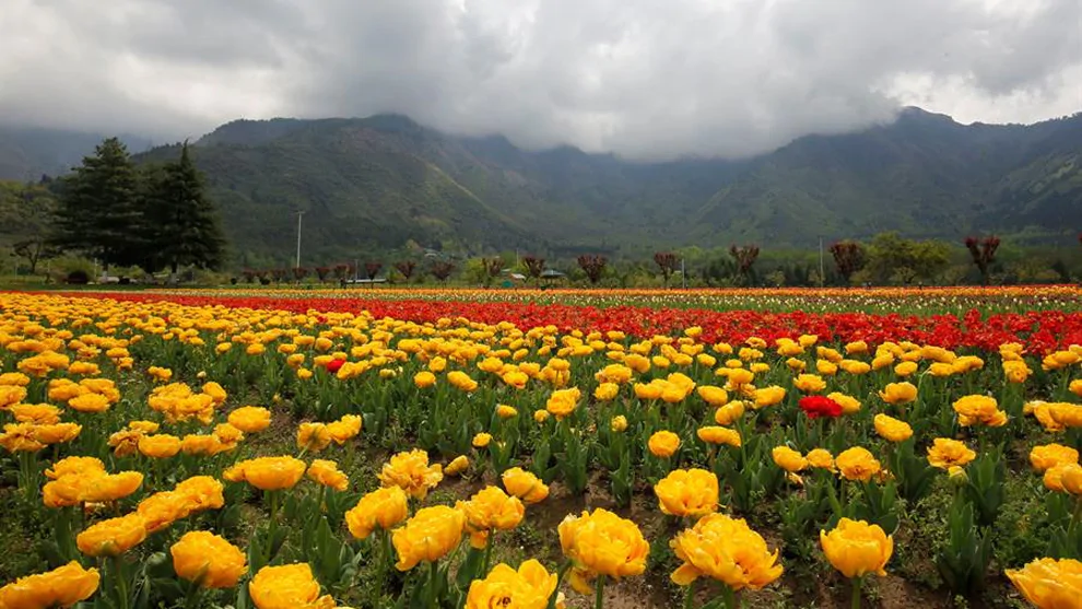 El jardín de tulipanes más grande de Asia