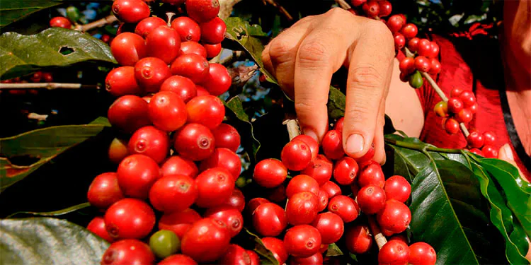 La Taza de Excelencia de Café Honduras 2022