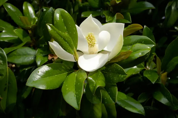 Las magnolias para ti