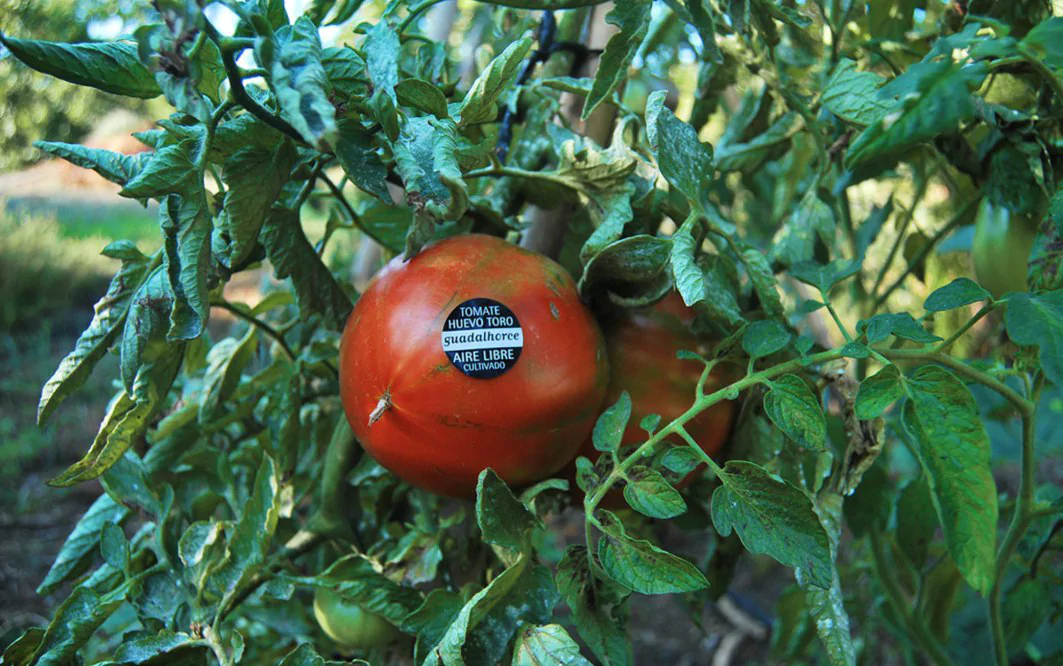 El tomate favorito de los grandes chefs de España