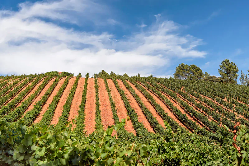 Los vinos de ‘Rueda’ destacan en ProWein 2023