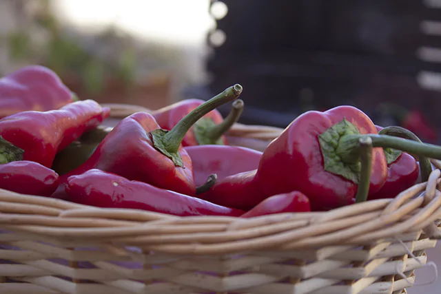 Es tiempo de pimiento en Navarra. Arranca la temporada