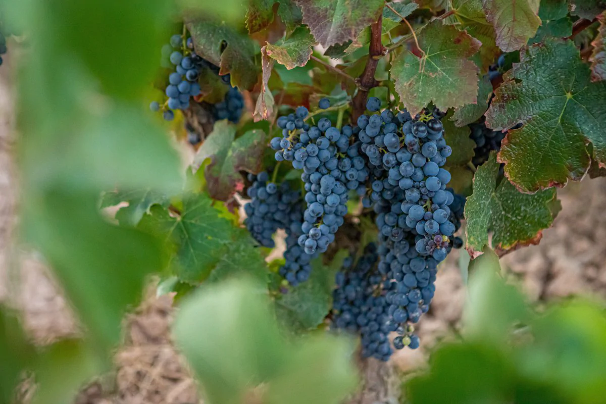 Las mejores rutas del vino para una escapada enoturística en otoño